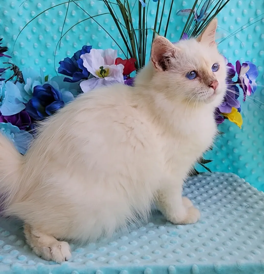 Deambarino Birman kitten