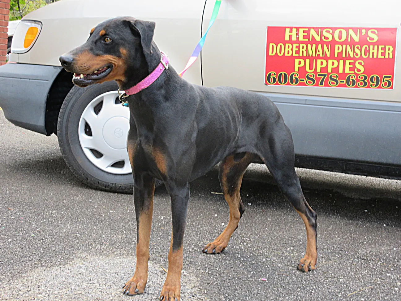 DOBERMAN PUPPIES HENSON DOBERMANS LONDON , KY