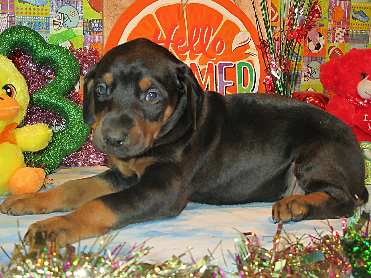 DOBERMAN PUPPIES HENSON DOBERMANS LONDON , KY