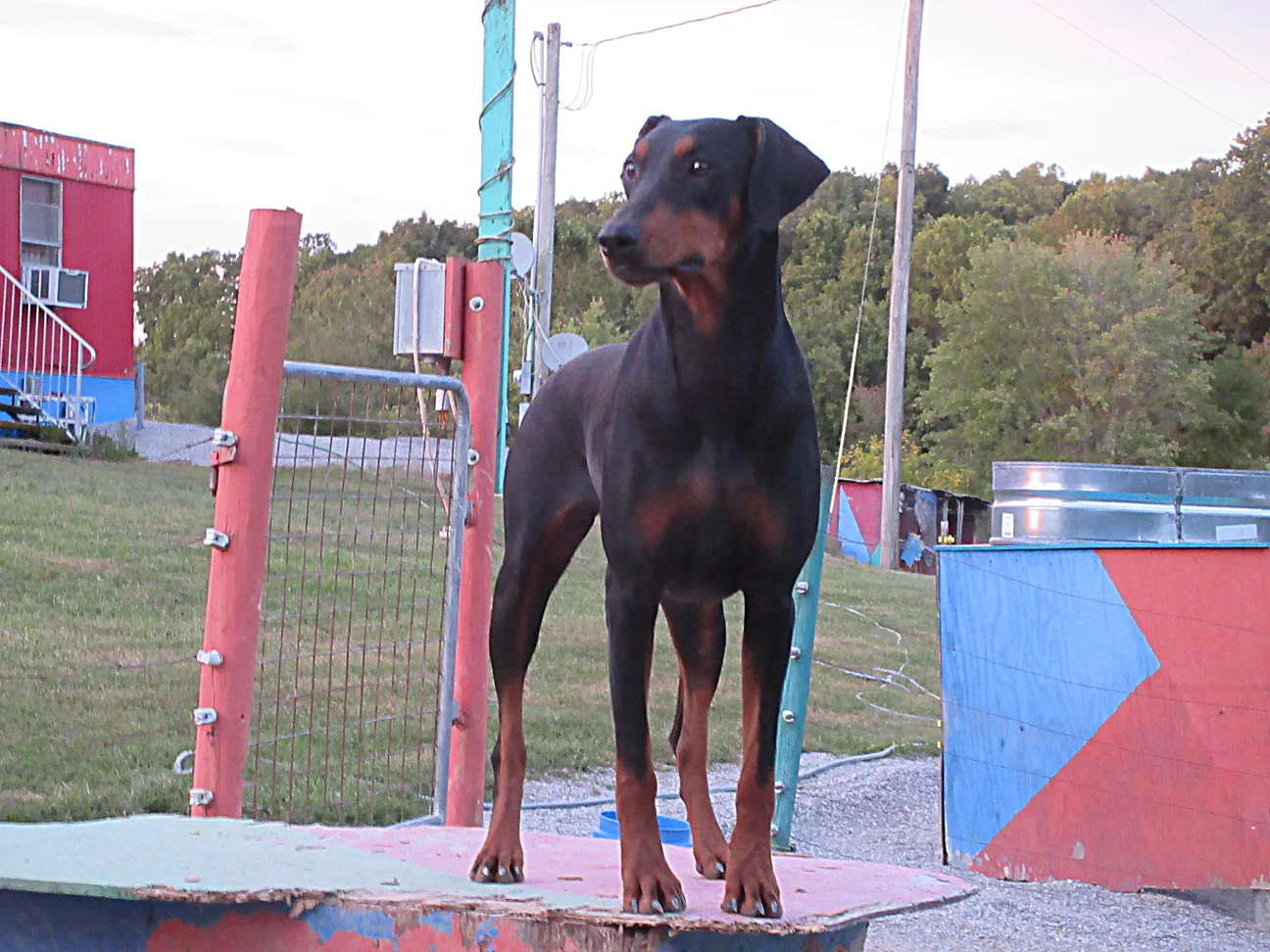 DOBERMAN PUPPIES HENSON DOBERMANS LONDON , KY