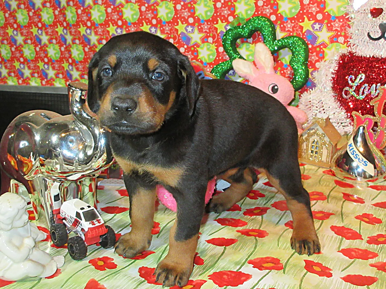 DOBERMAN PUPPIES HENSON DOBERMANS LONDON , KY