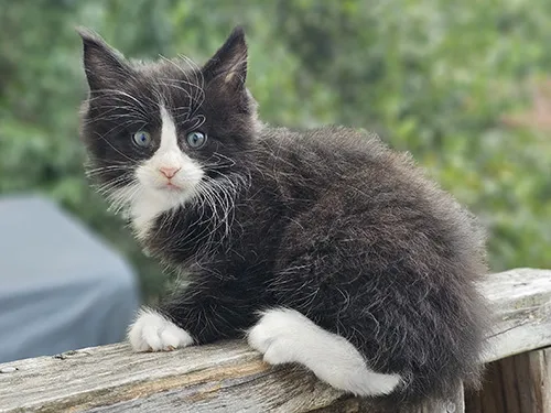 Adorable Black and White Maine Coon Kitten