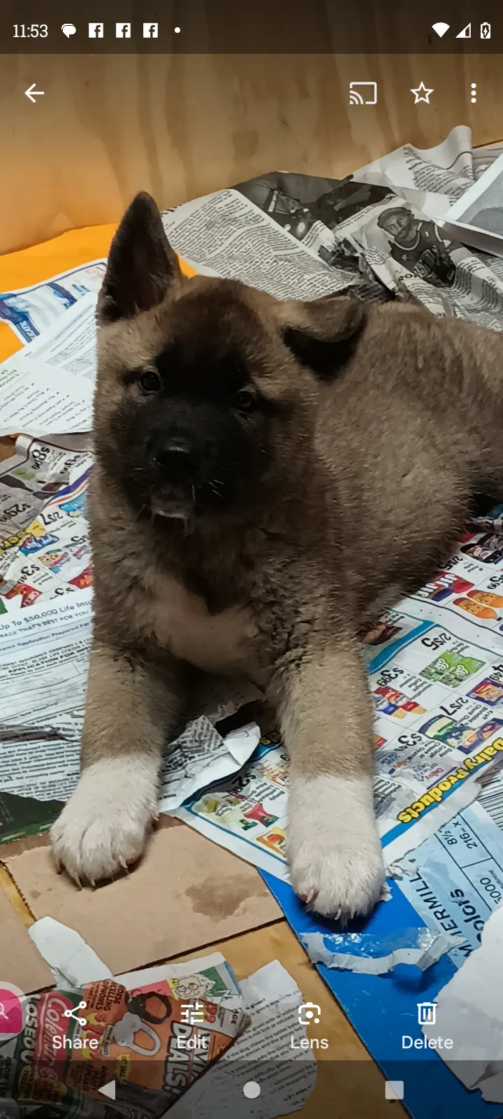 Ed the american akita for sale