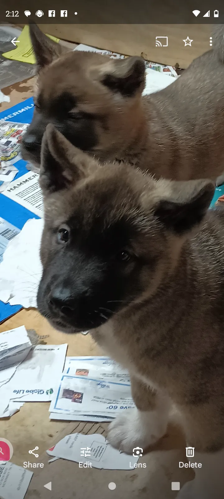 Edd the american akita pup for sale