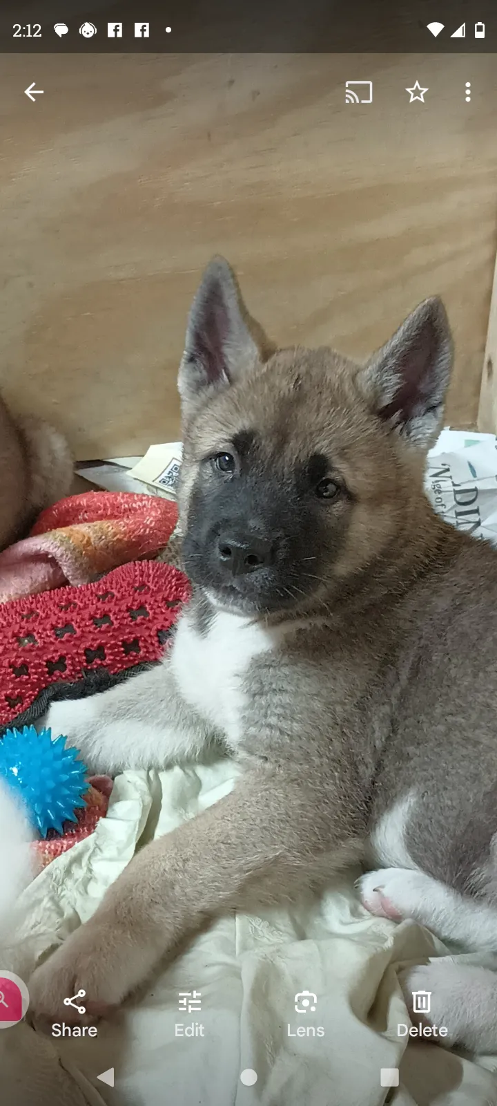 Eddy the american akita pup for sale