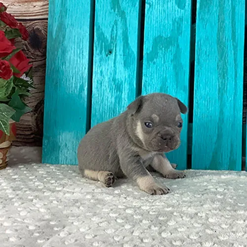 Adorable French Bulldog puppy eagerly awaits their forever home, ready to bring endless joy and unconditional love to their lucky new family!