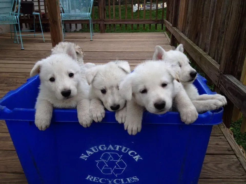 Our pups are $2,500.00 for an AKC Purebred pup – male or female. We ask for a $250 REFUNDABLE deposit for placement on the PuppyQueue. I’ll be happy to answer any questions you might have at any time.