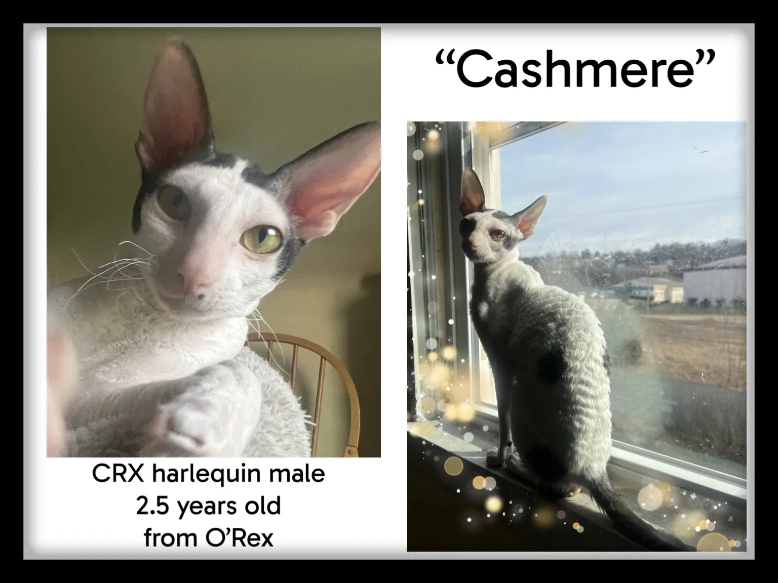 Harlequin Cornish Rex available