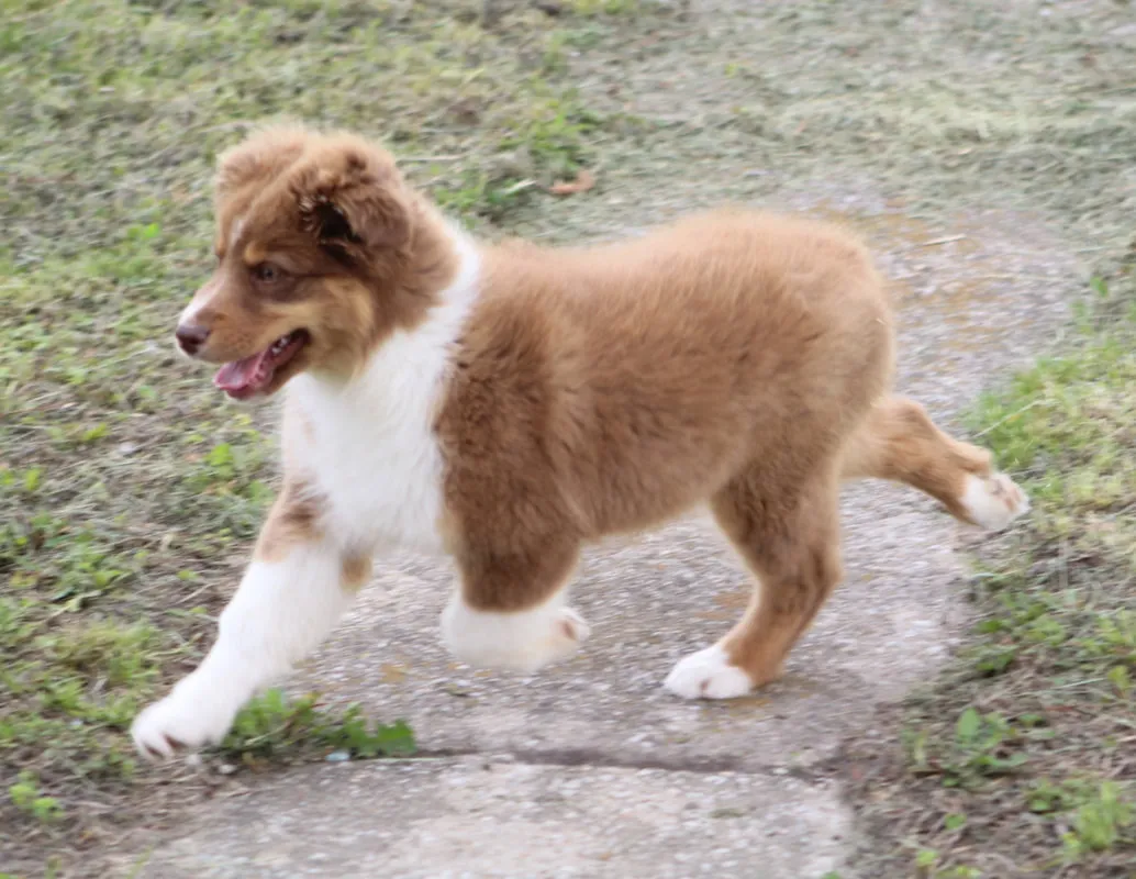 Idaho Cute Aussie Available Today