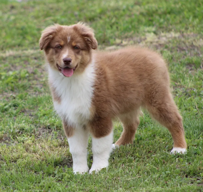 Idaho: Female Aussie Available Today