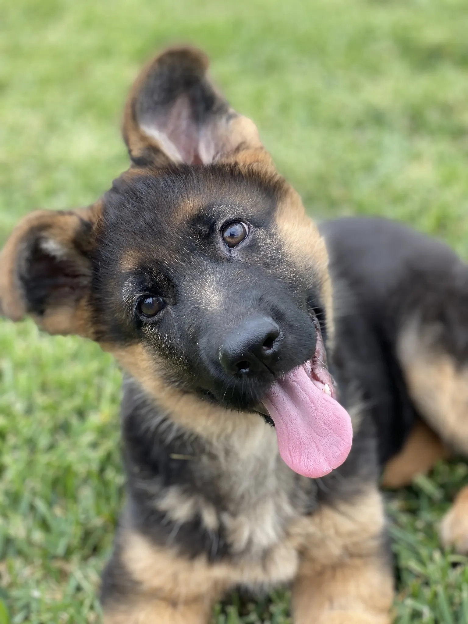 German Shepherd female is ready to go HOME!  Outstanding, sweet temperament on this girl!  She is fully vaccinated, microchipped and has started leash training.