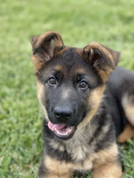 German Shepherd female is ready to go HOME!  Outstanding, sweet temperament on this girl!  She is fully vaccinated, microchipped and has started leash training.