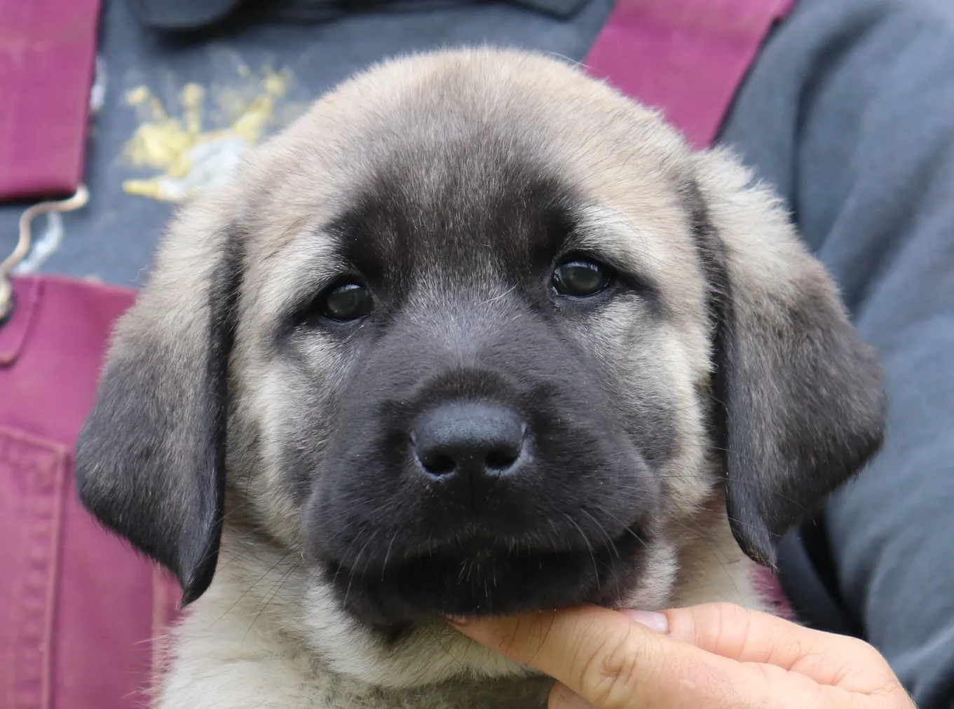 Cute, healthy Anatolian Shepherd puppy available now.