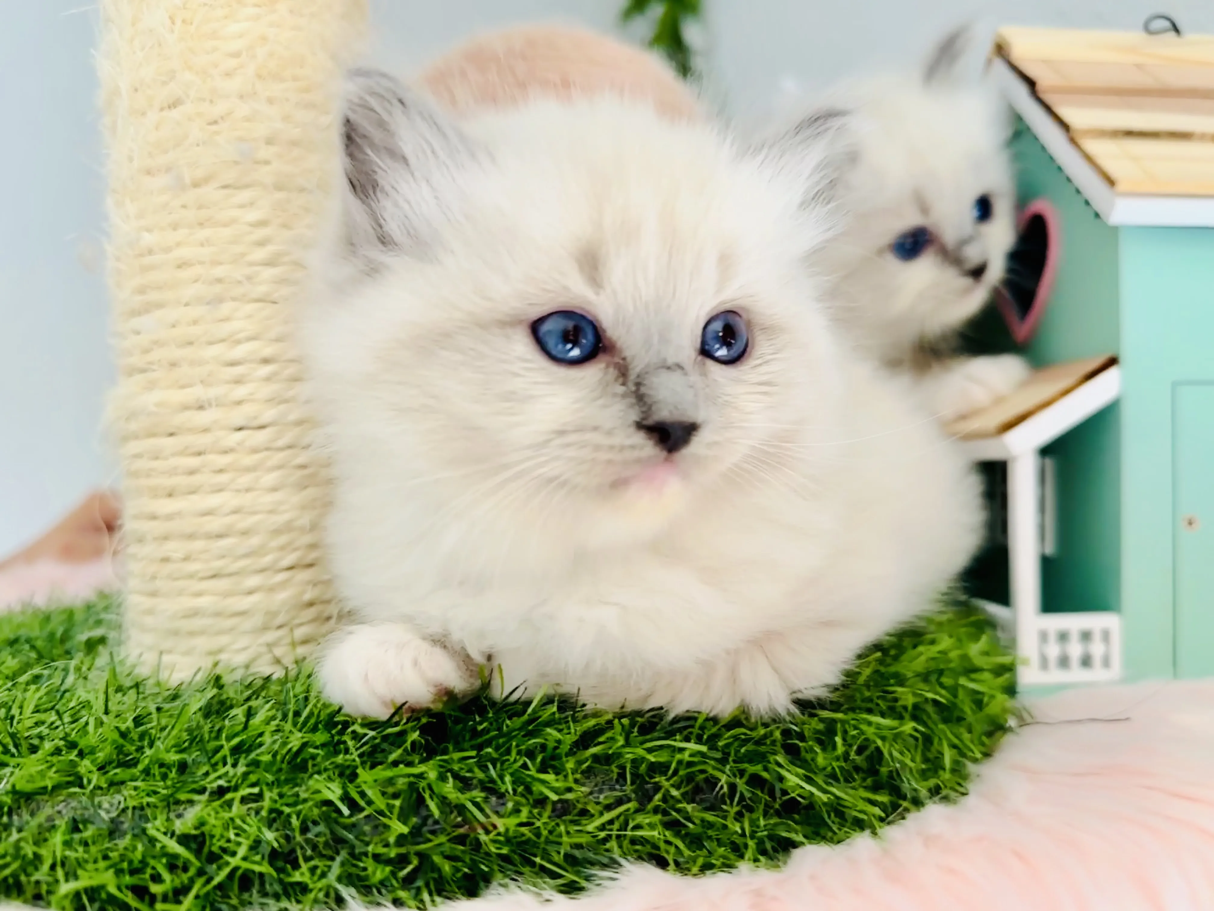 Christmas Kittens