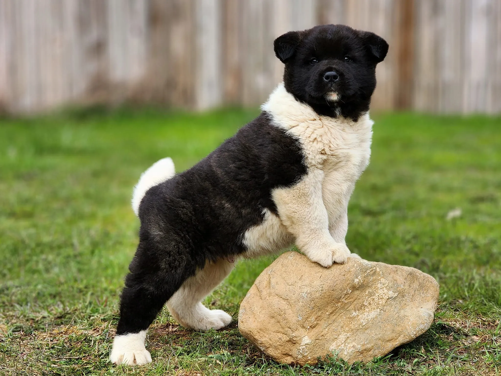 Large Brindle Akita Puppy Born To SHOBU/LEX