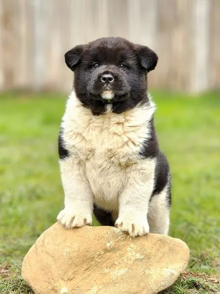 Large Brindle Akita Puppy Born To SHOBU/LEX