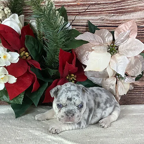 Adorable French Bulldog puppy steals hearts and is ready to find a loving home!