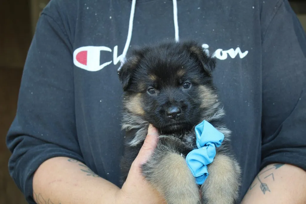 Male German Shepherd Puppy For Sale