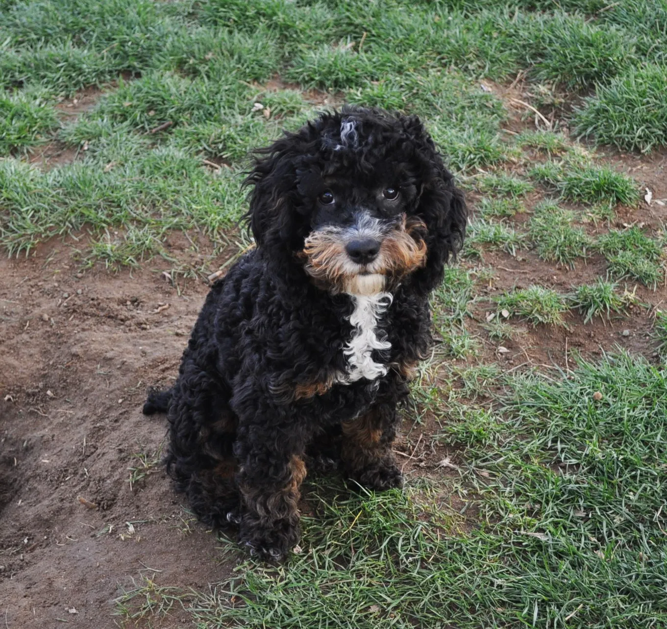 Molly The Cockapoo