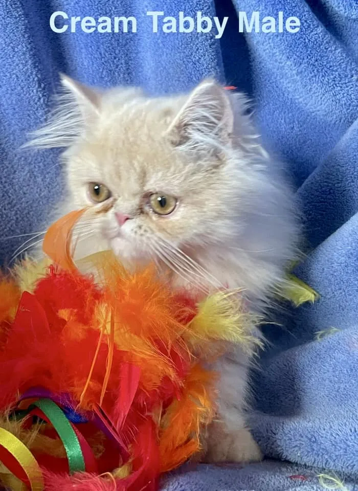 Persian and Himalayan kittens