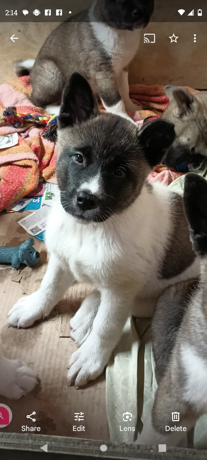 Queen Latifah the american akita pup for sale