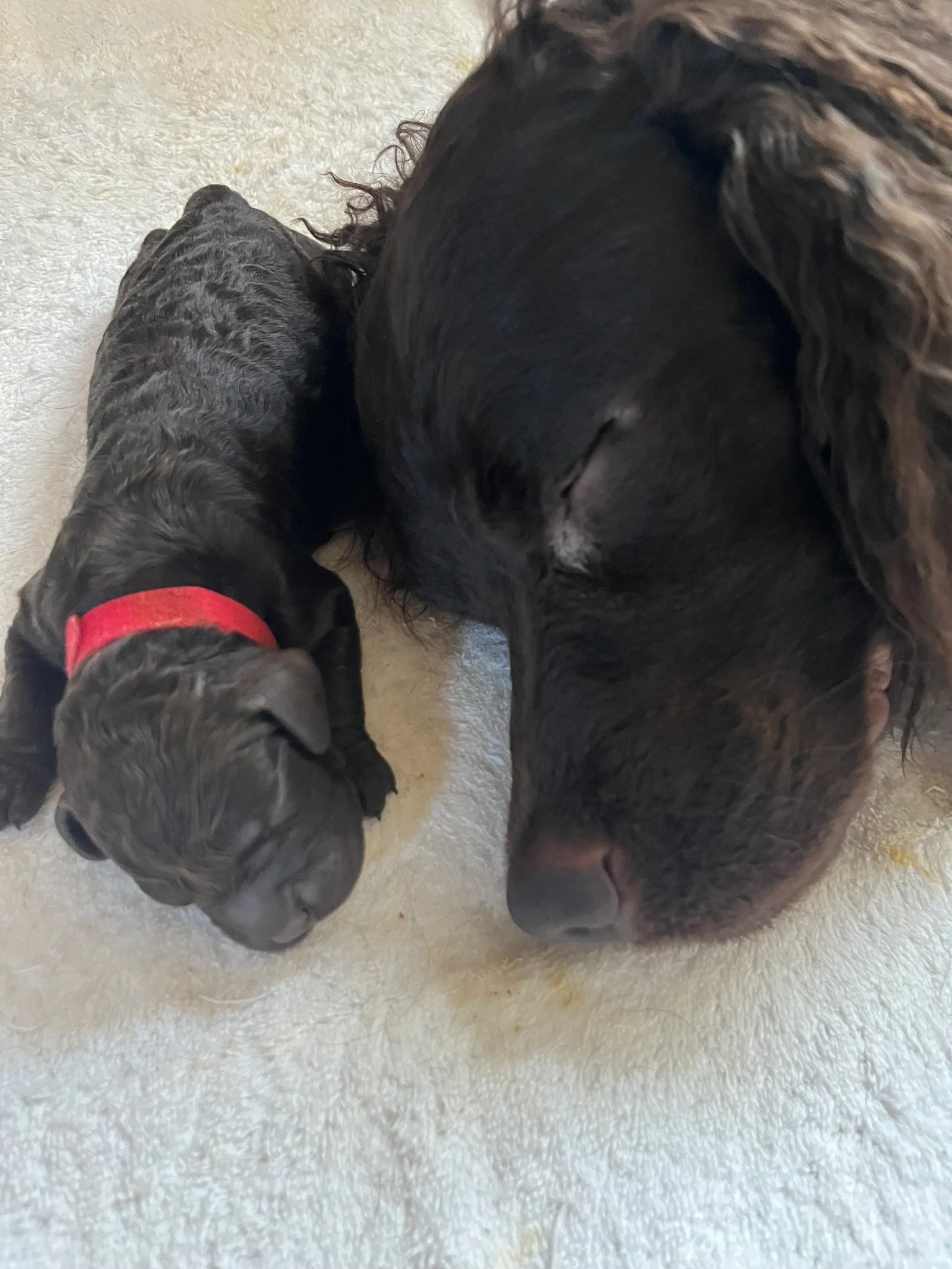 American Water Spaniel puppy enjoying a tender moment with its loving mom.