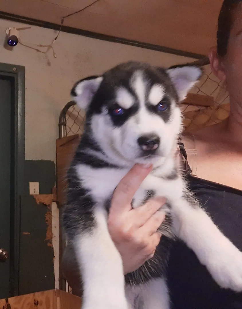 Siberian Husky litter