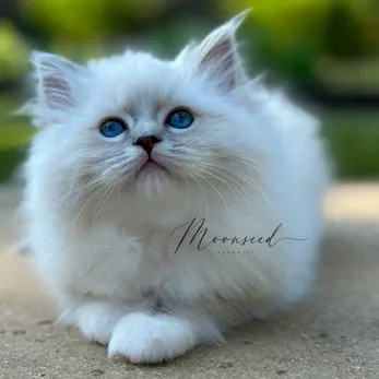 Color: Blue lynx; Pattern: mitted