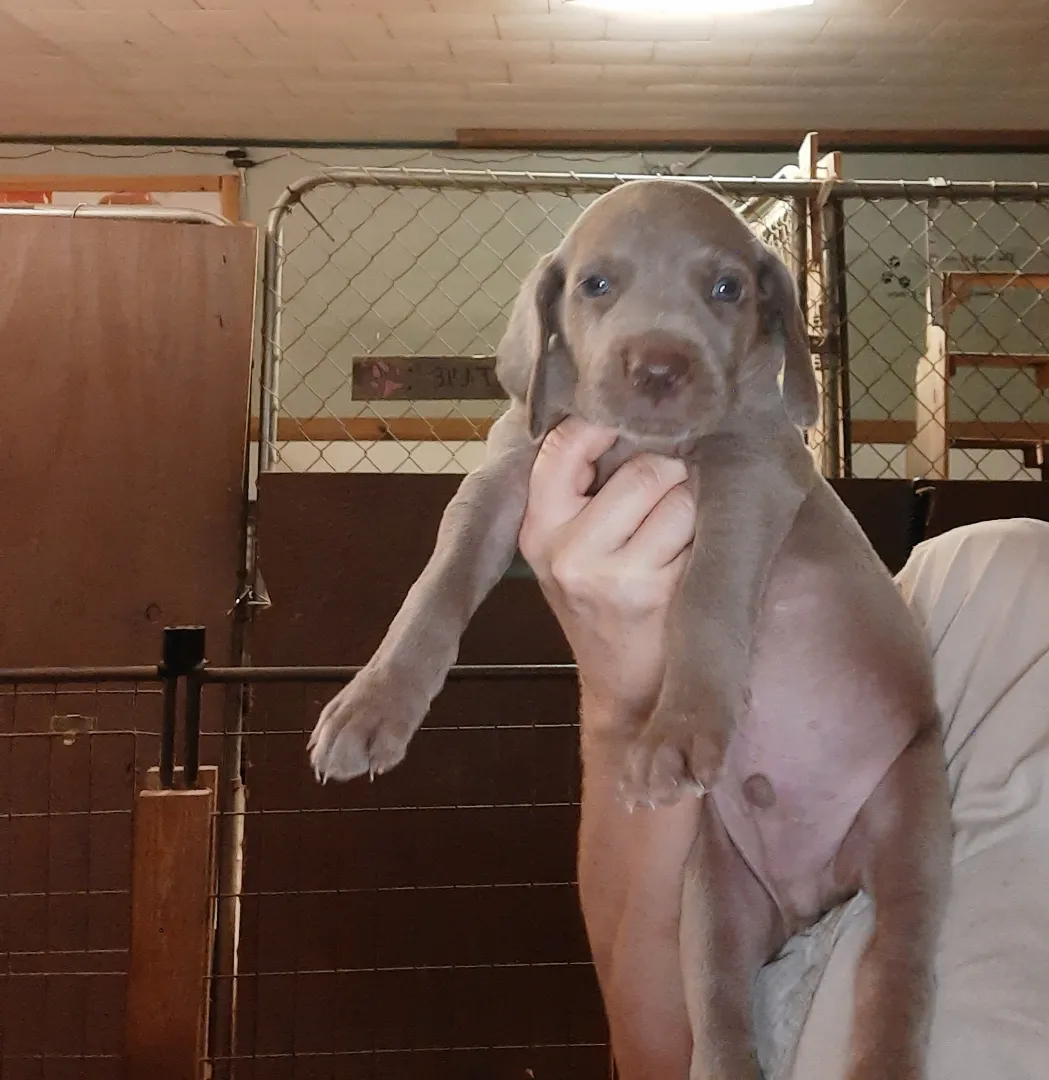 Weimaraner litter