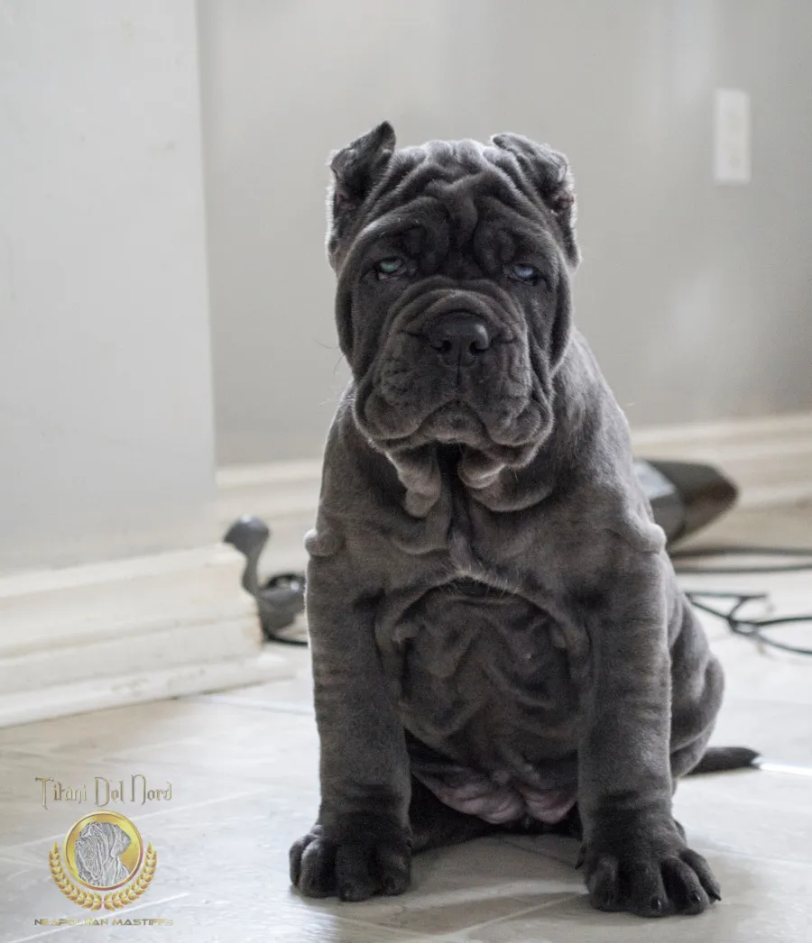 Neapolitan Mastiff puppies coming soon