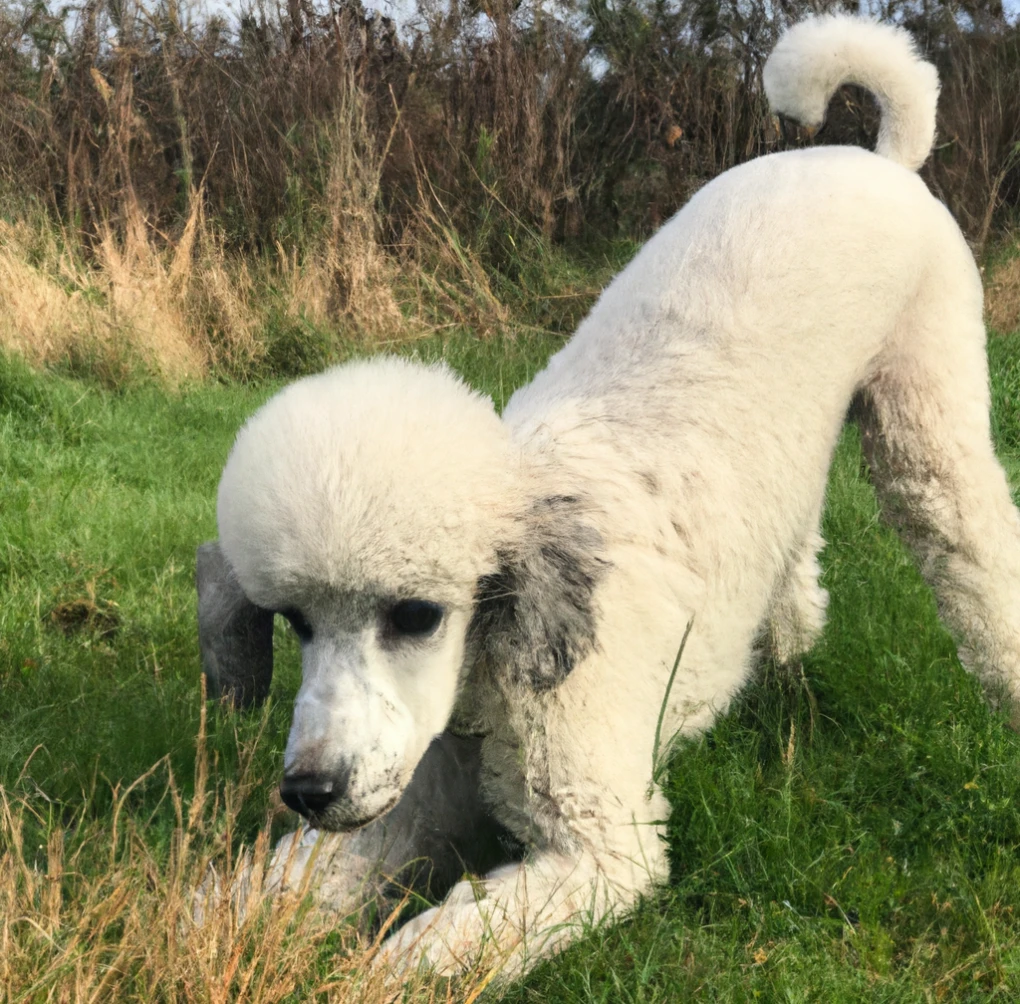 Embracing the joys of puppyhood - a young Standard Poodle in its element.