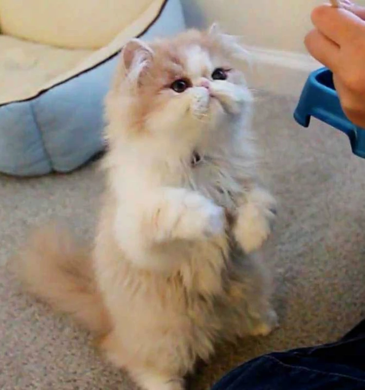 Begin the training journey with your Persian cat!