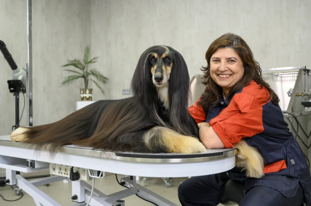 Afghan Hounds have stunning coats that require regular grooming.