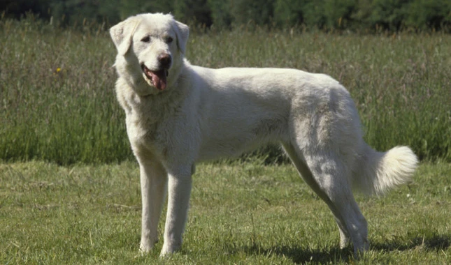 Akbash dogs are often outdoor active dogs who have a beautiful double coat, but due to their tendency to get dirty it requires regular simple grooming to keep it healthy and looking its best.