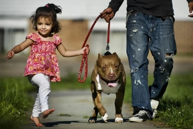 Pitbulls are often misunderstood. When properly trained and cared for, they are loving, loyal, family pets.