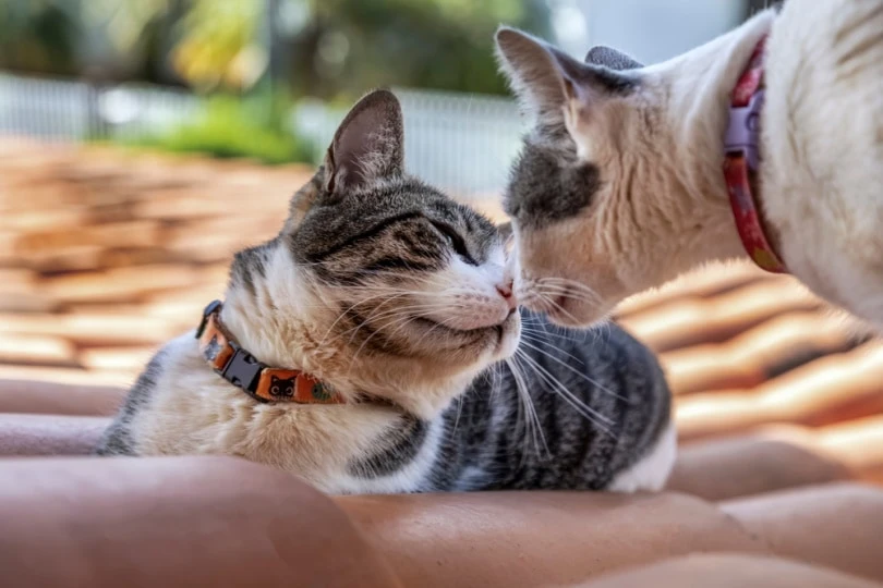 The distinct American Wirehair makes for great family pet due to both its similarities and differences with other popular cat breeds.