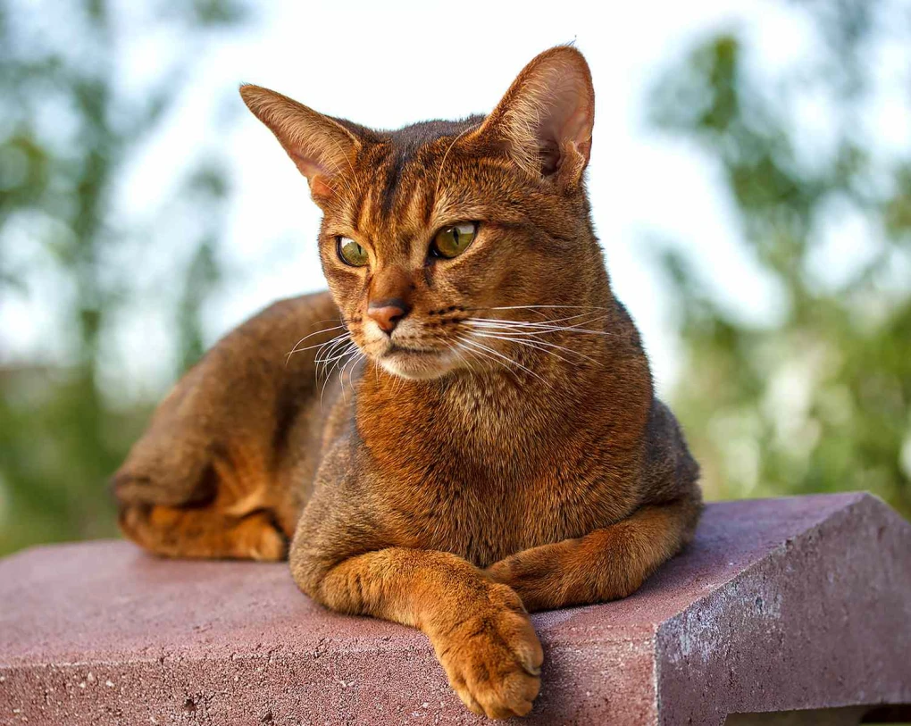 While not completely non-allergenic, Abyssinians may provoke less reaction in some.