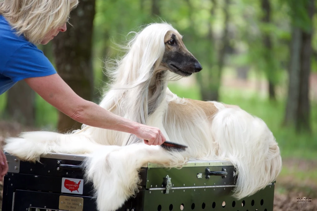 Afghan Hounds make great family dogs. They are friendly, loyal, and playful, making them ideal companions.