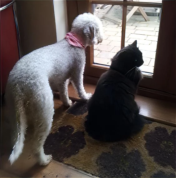 When properly socialized, Bedlington Terriers can live peacefully with cats.