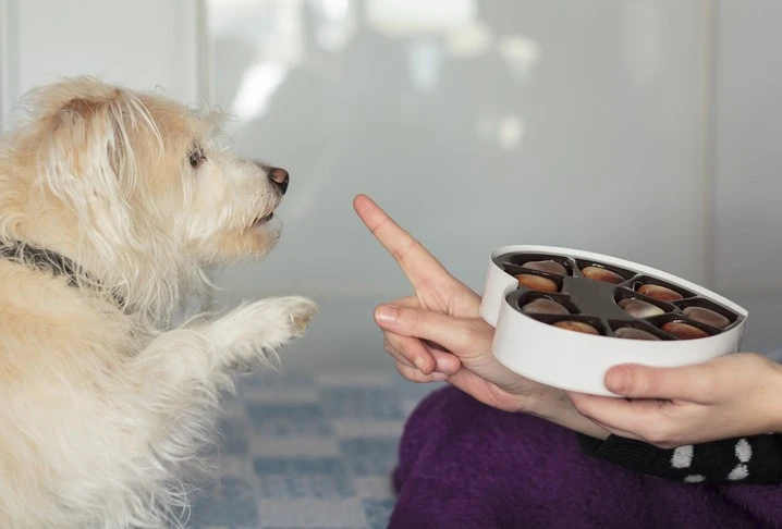 Treats that Delight, Safely Nourish: Discover dog-friendly alternatives to chocolate and ensure your furry friend enjoys tasty treats without any risks.