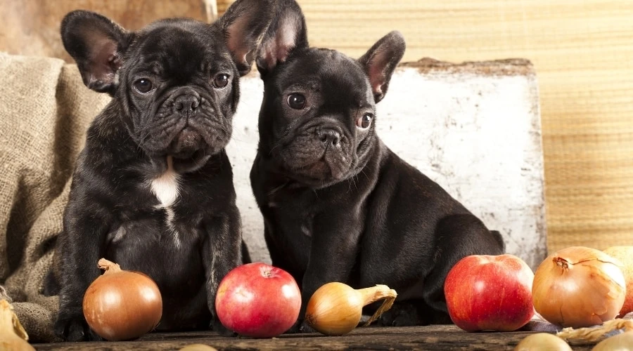 Healthy Meals, Happy Tails: Discover dog-friendly alternatives and make informed choices about onions to ensure your furry friend's well-being