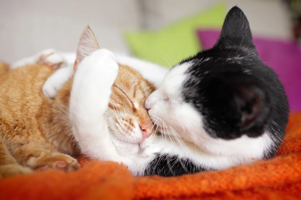 Breaking Stereotypes: Male and female cats can both be equally friendly and affectionate companions.