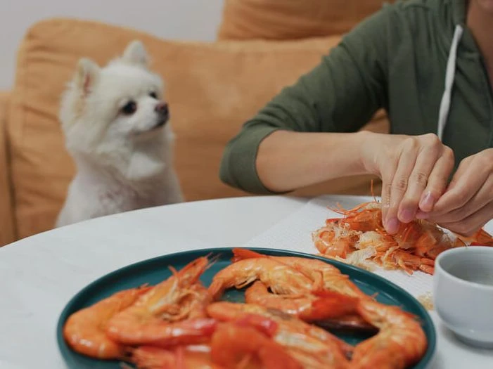 Are Prawns and Shrimp Safe for Dogs? Canine Diet and Seafood