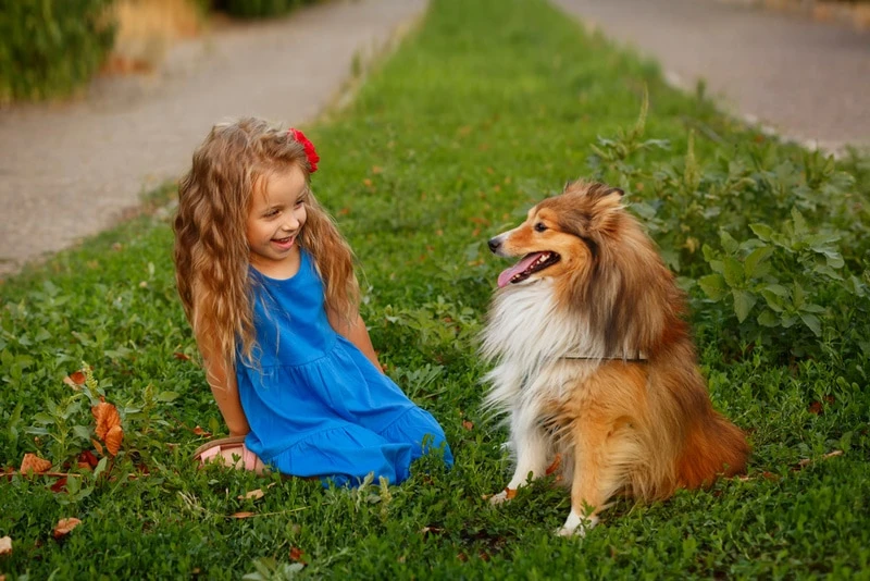 A happy Sheltie enjoying playtime with a family, showcasing their friendly nature