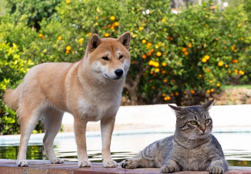 Shiba Inu and a cats can get along. However it requires certain steps to create a lasting friendship between these two distinct but remarkably similar animals.