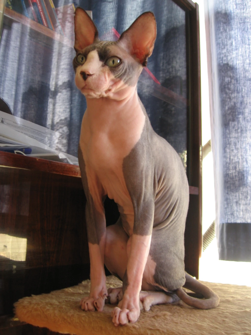 While not completely non-allergenic, Sphinx cats may be better tolerated by some allergy sufferers.