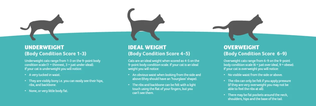 Assessing your cat's body condition is simple and often enjoyable for them. Gently run your hands along their body, observing their shape.