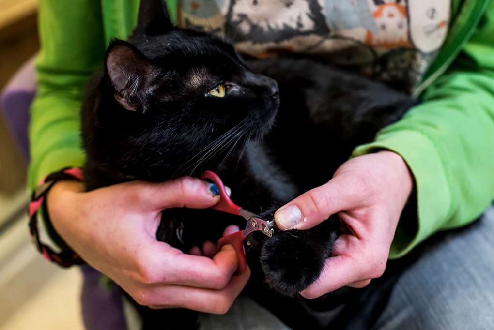 Maintaining those perfectly manicured paws! Trimming the nails of a majestic Bombay cat.