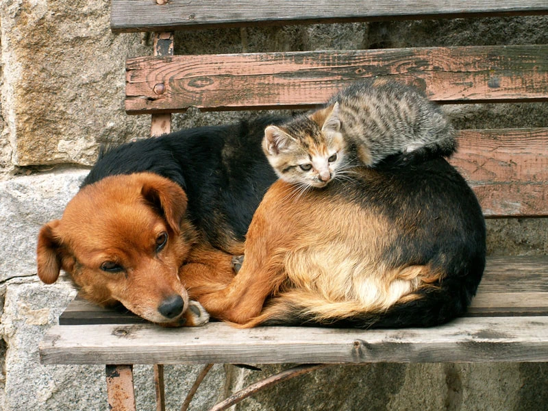 Can Cats and Dogs Be Friends? Dog and Cat Relationships