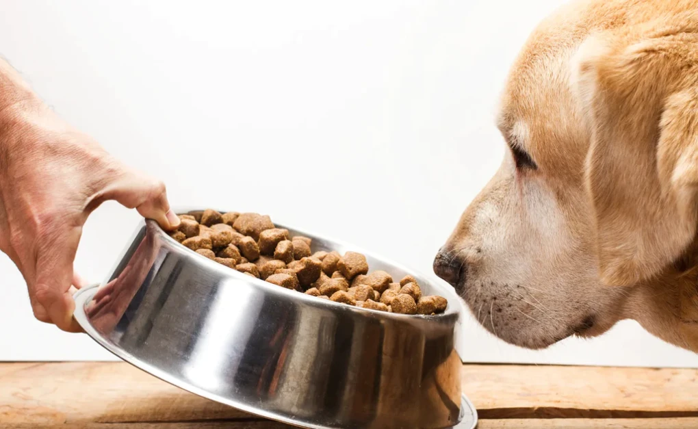 Your dog's health matters. Proper nutrition and gradual transitions ensure a happy tummy and a thriving companion.